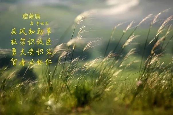 花花牛 | 疾風來臨，你是不是勁草？